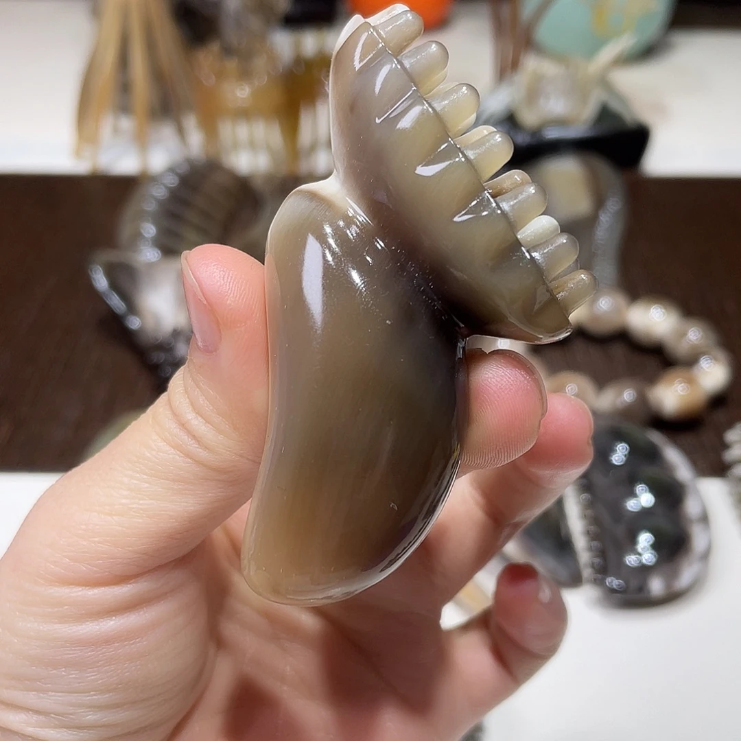 黑金刚斗牛凤尾莲蓬