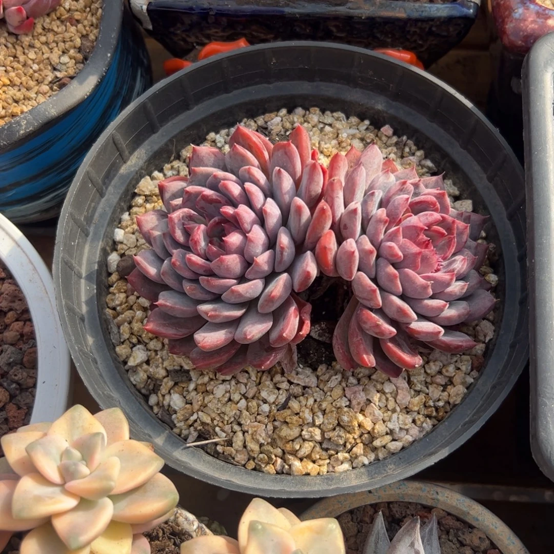 多肉黑曼巴【非偏远地区满18包邮】