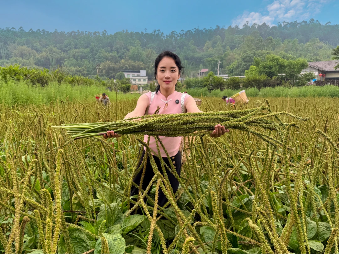 但可中药材车前子种子大叶长穗车前草种子车前草籽