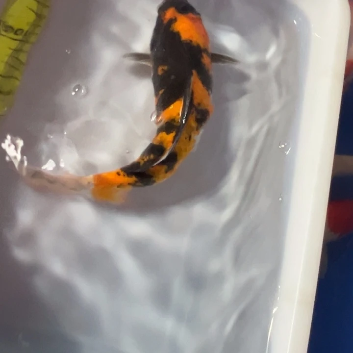 锦鲤锦鲤招和三色