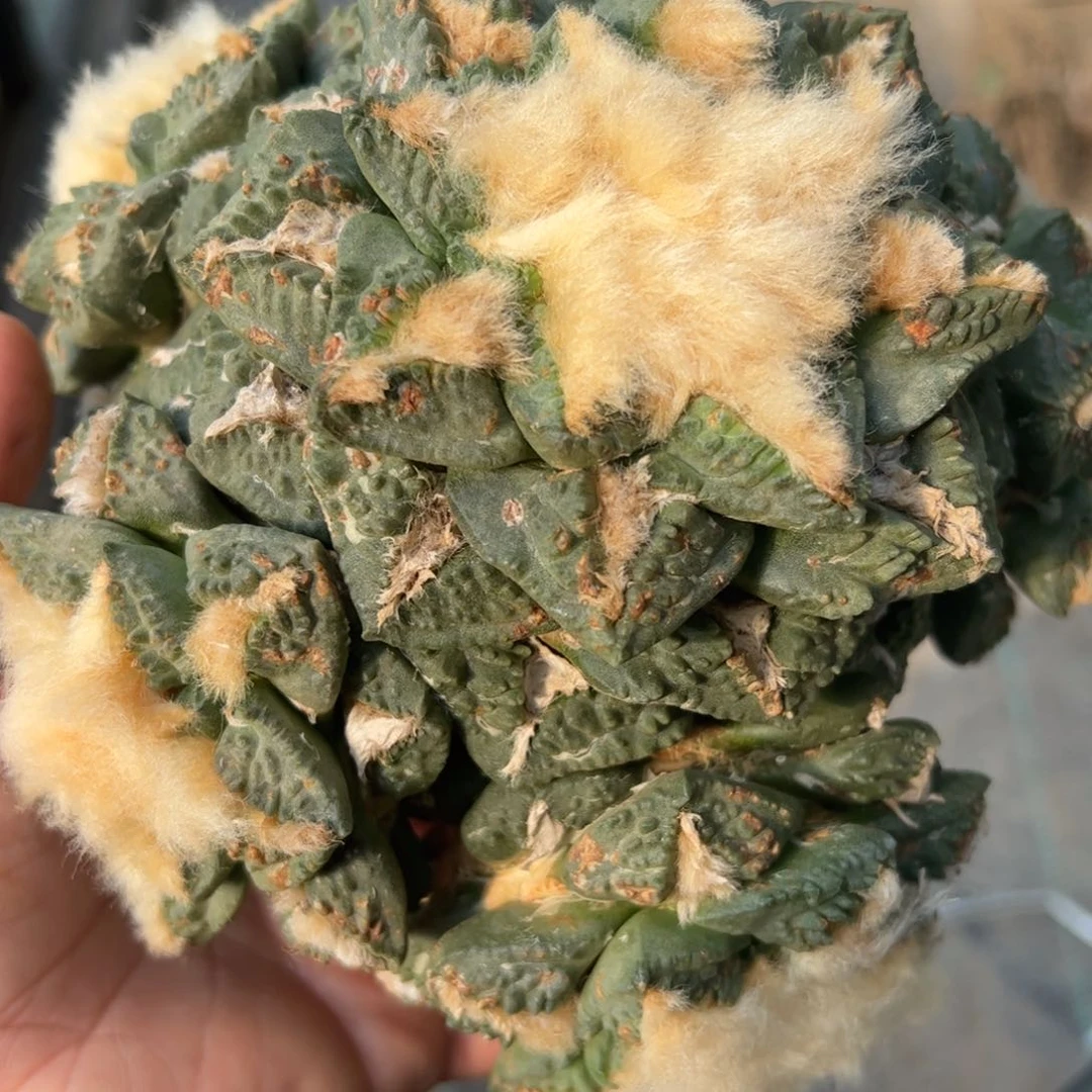 龟甲牡丹群仙人球228