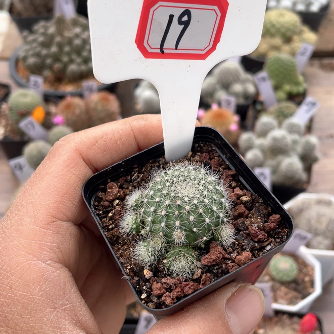 19往事的记忆是你在