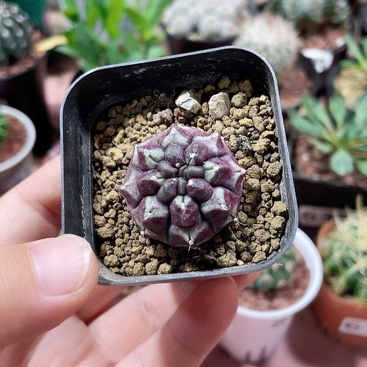 674紫色梦想仙人球