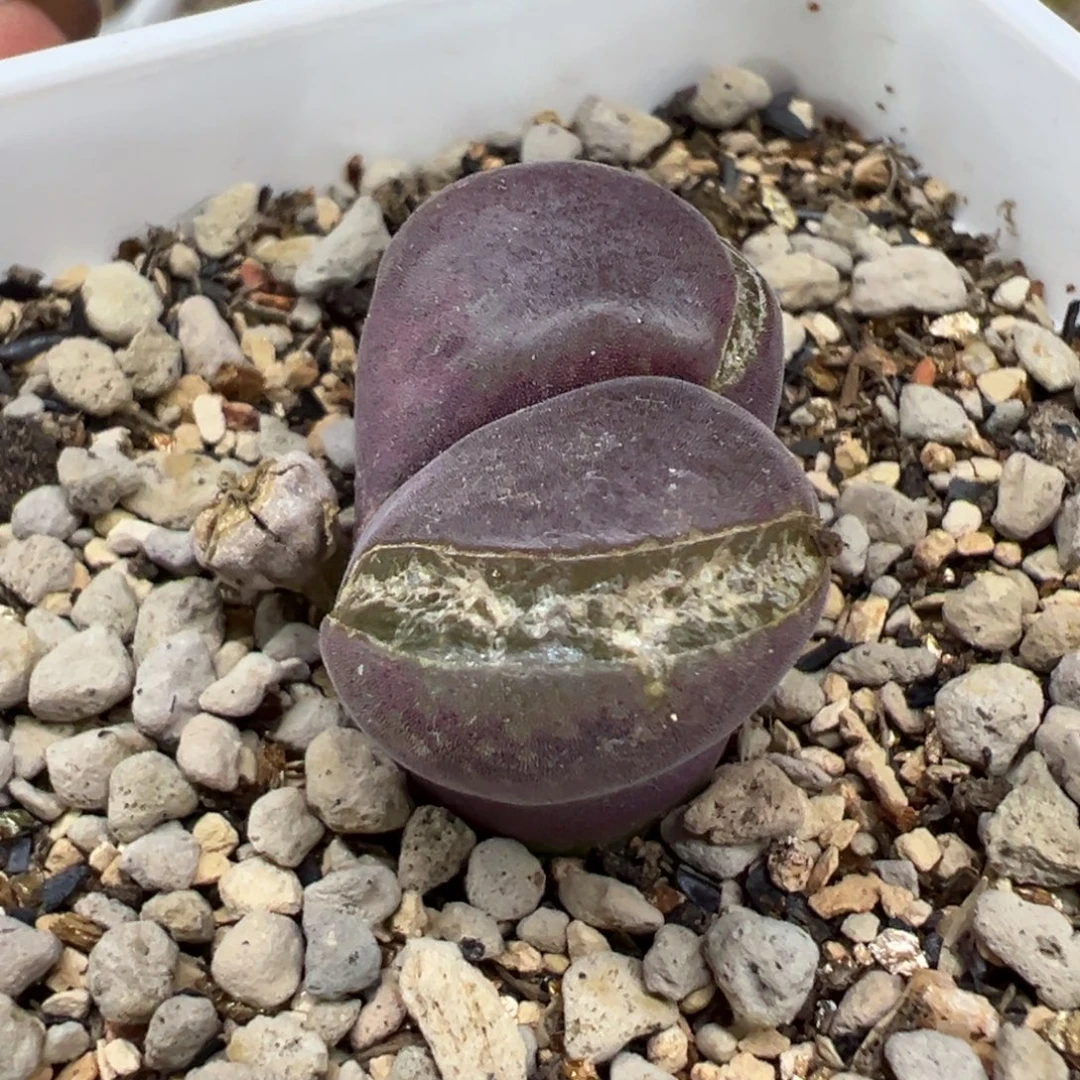 帆***帆大紫红 多肉植物风铃