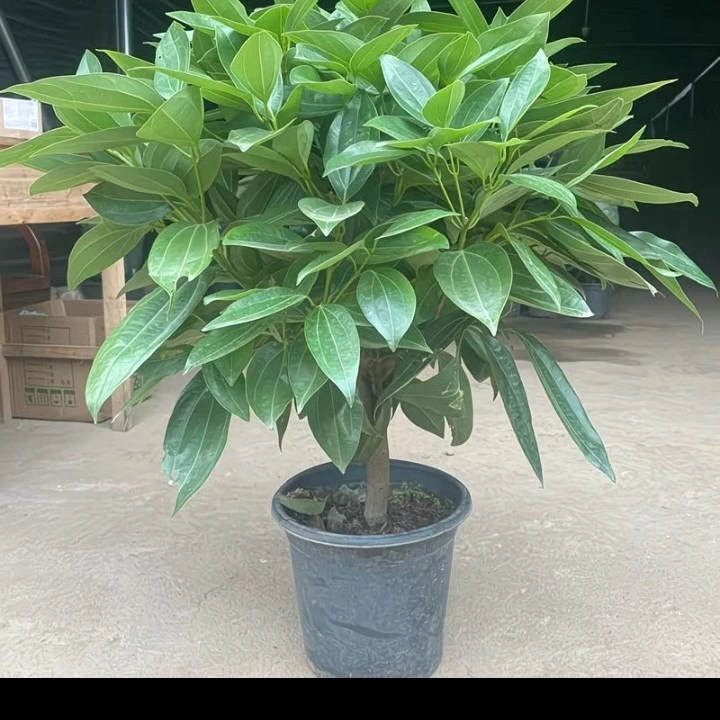 平安树大型室内绿植盆栽四季常青适合客厅办公室摆放