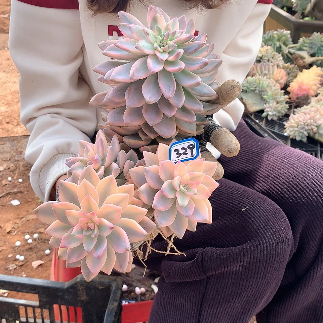 329 淡雪锦一物一拍