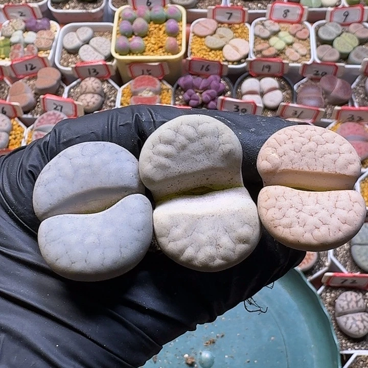 福利无售后3:：：：。  282号