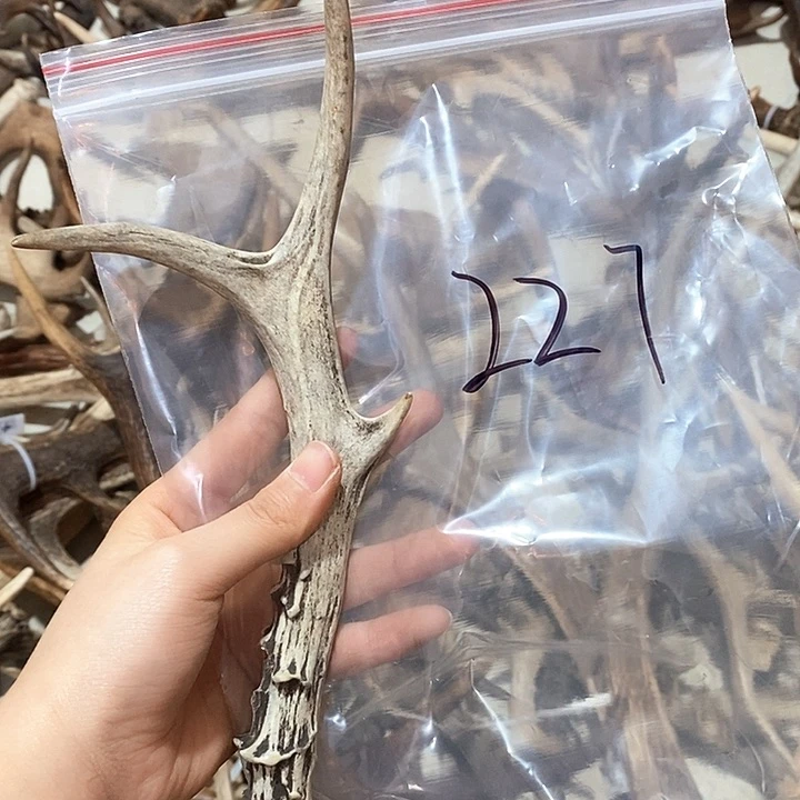 鹿角鹿鹿角鹿角鹿角