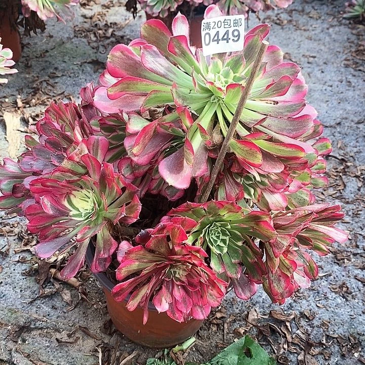 0449 一颗同花顺法师