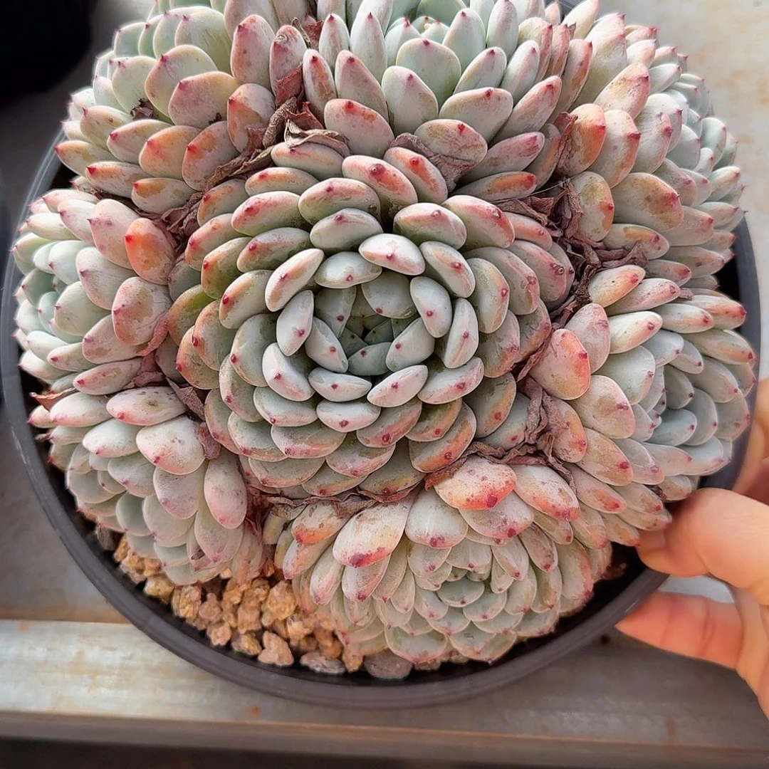 雪爪整无砍老桩群生