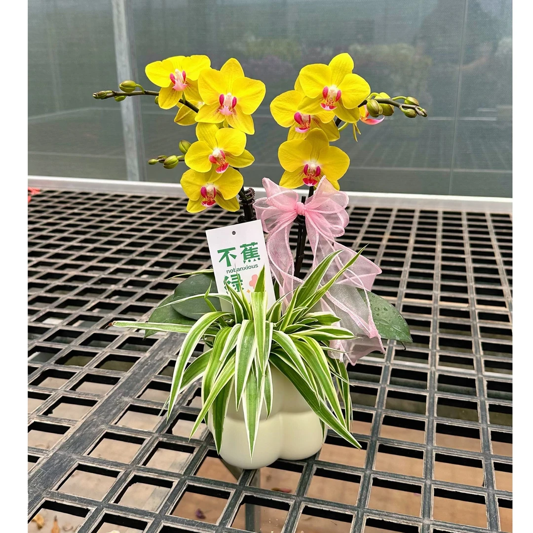 【小黄莺（金币）组盆】蝴蝶兰室内精品观赏懒人花花卉四季开花盆栽