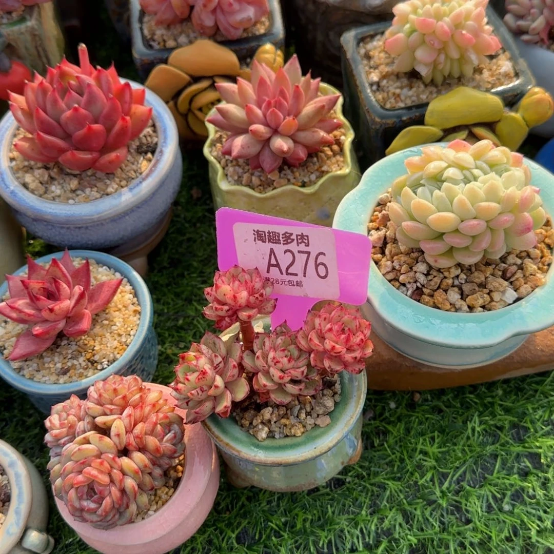 青*猫多肉植物1111111111