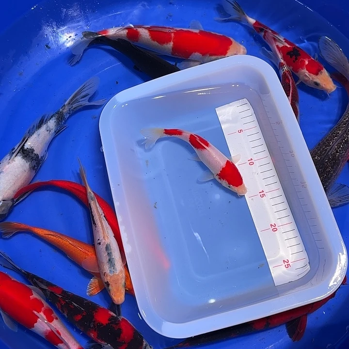 海水鱼广告法等内容介绍的形式编写并撰写