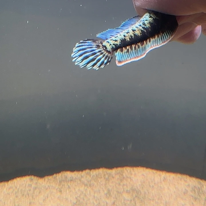 雷龙11111111111111