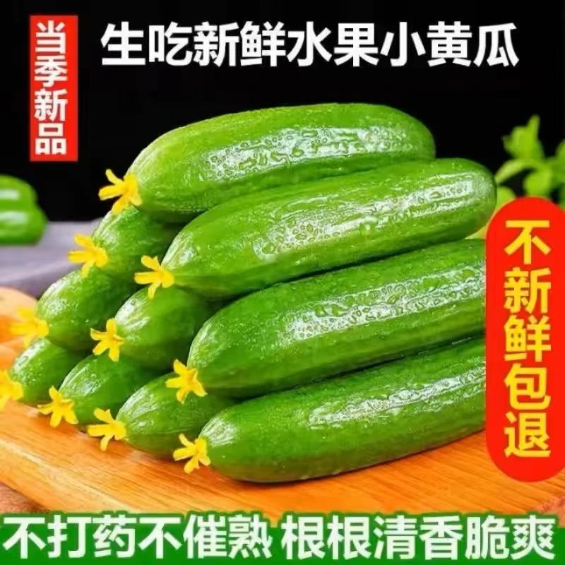 产地直发5斤正宗寿光新鲜小黄瓜无刺脆嫩青瓜时令蔬菜生吃
