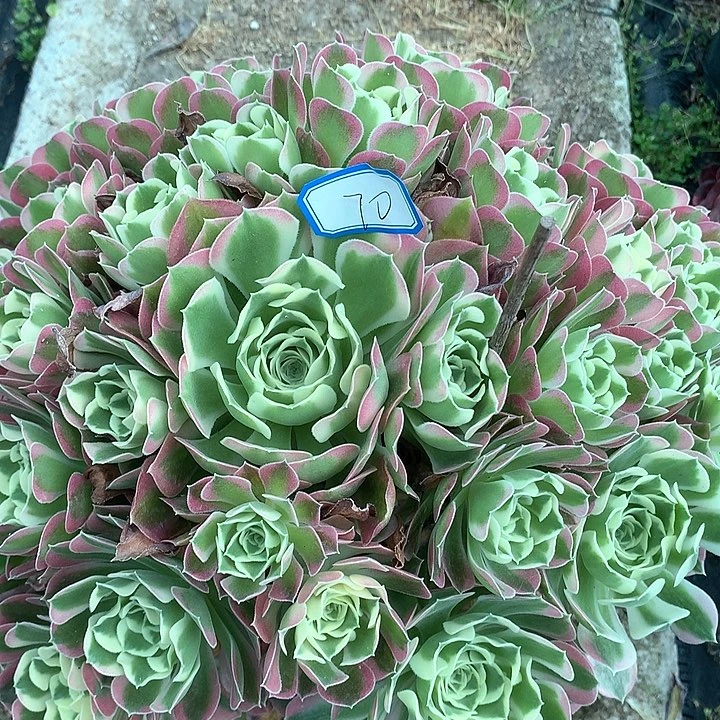 70白凤多肉植物多肉