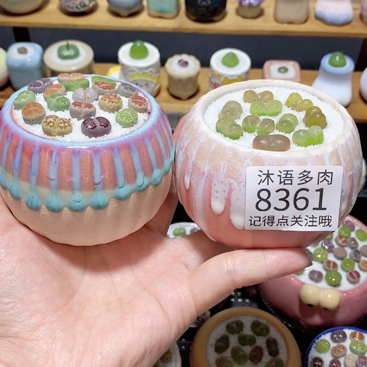 带盆土植物 精美盆栽8361