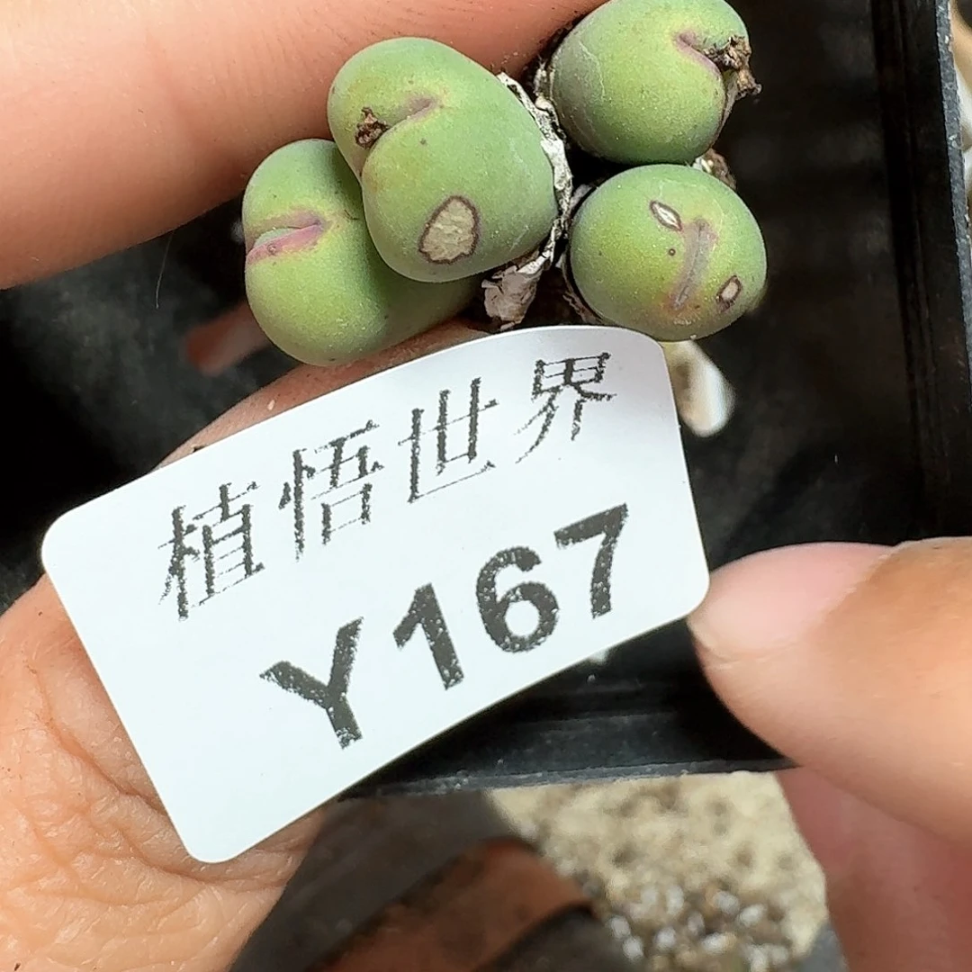 167号多肉植物哇x f