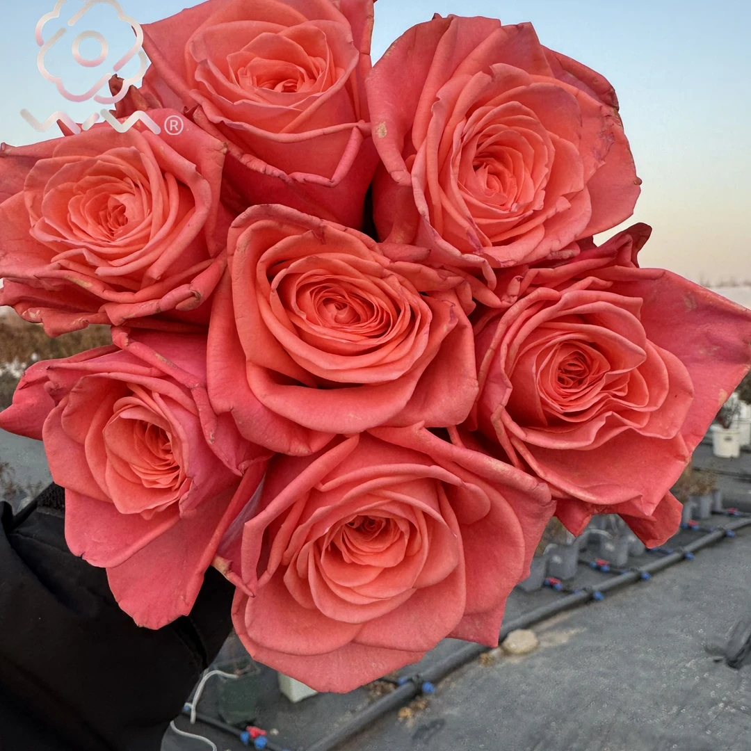 老磨盘【大女孩/女强人/超级女生】月季