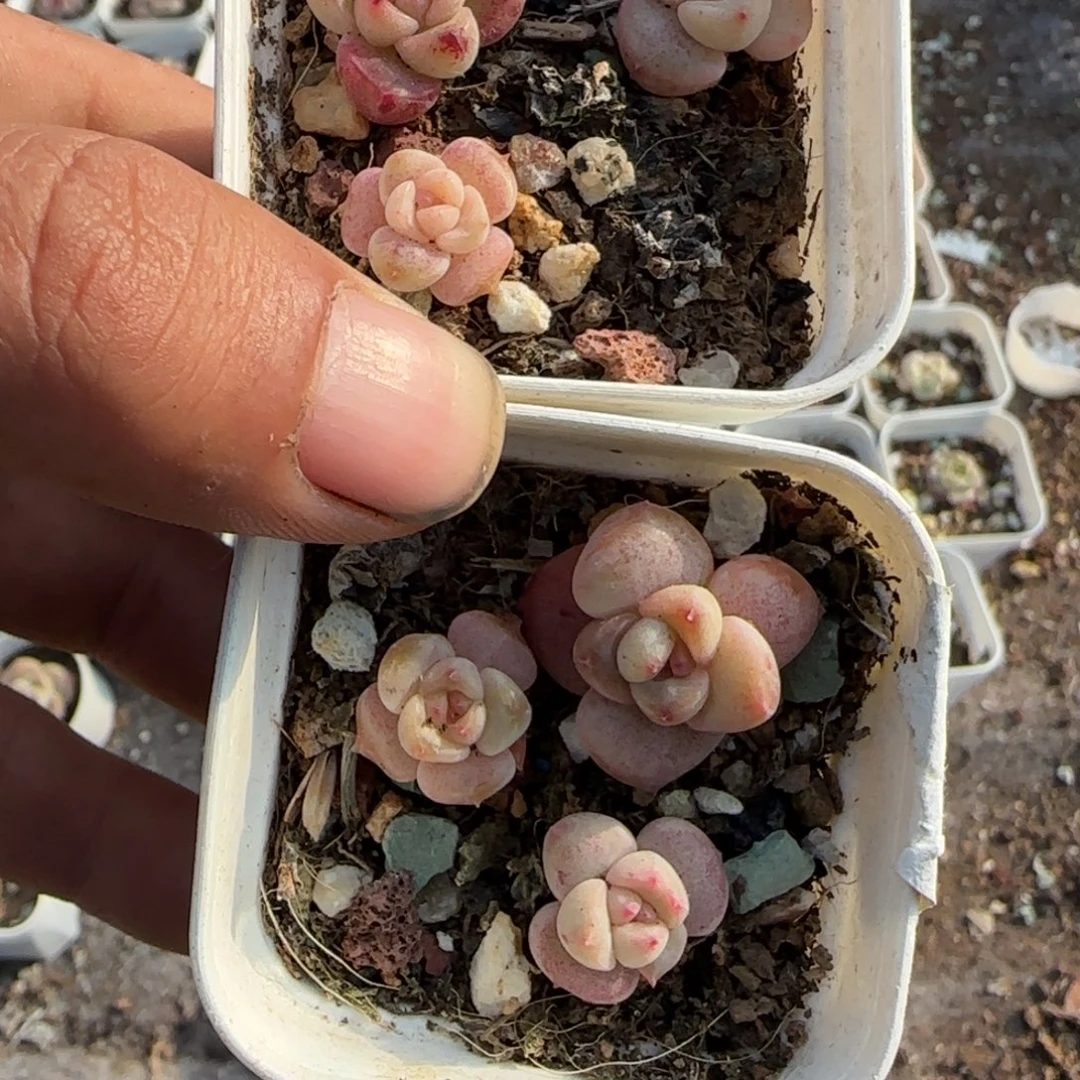 多肉小卡拉米糖心一物一拍