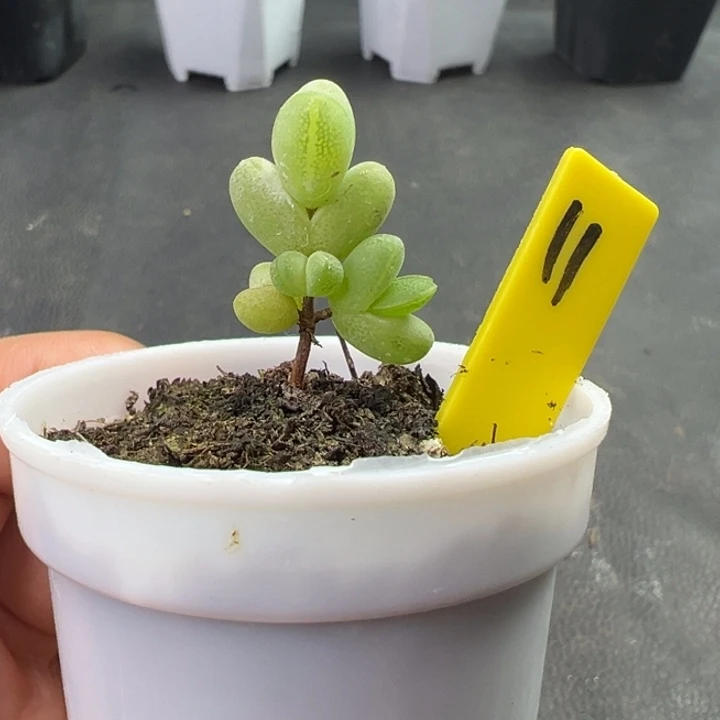 11号元宝 一物一拍
