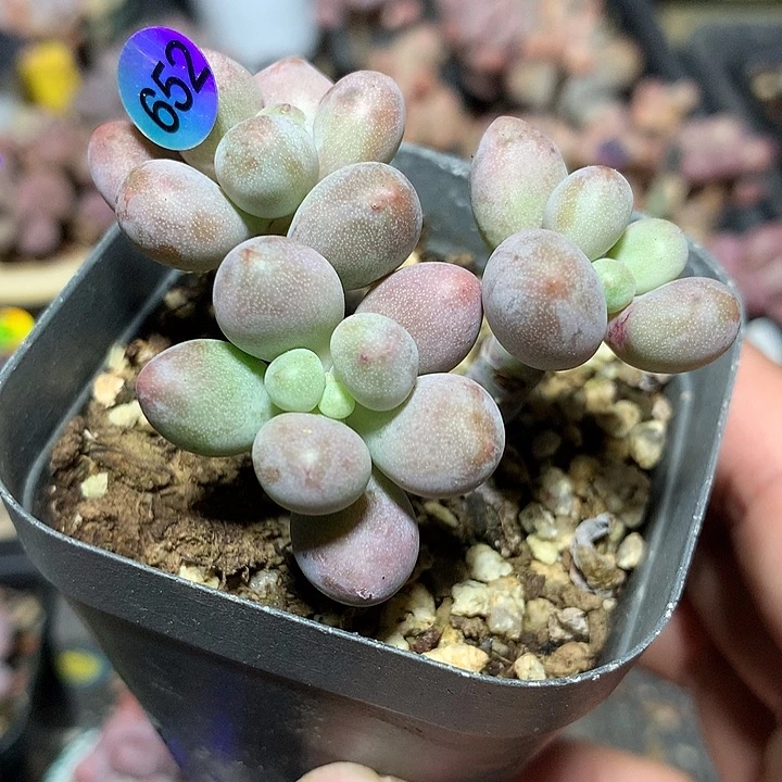 桃花奶酪多肉植物