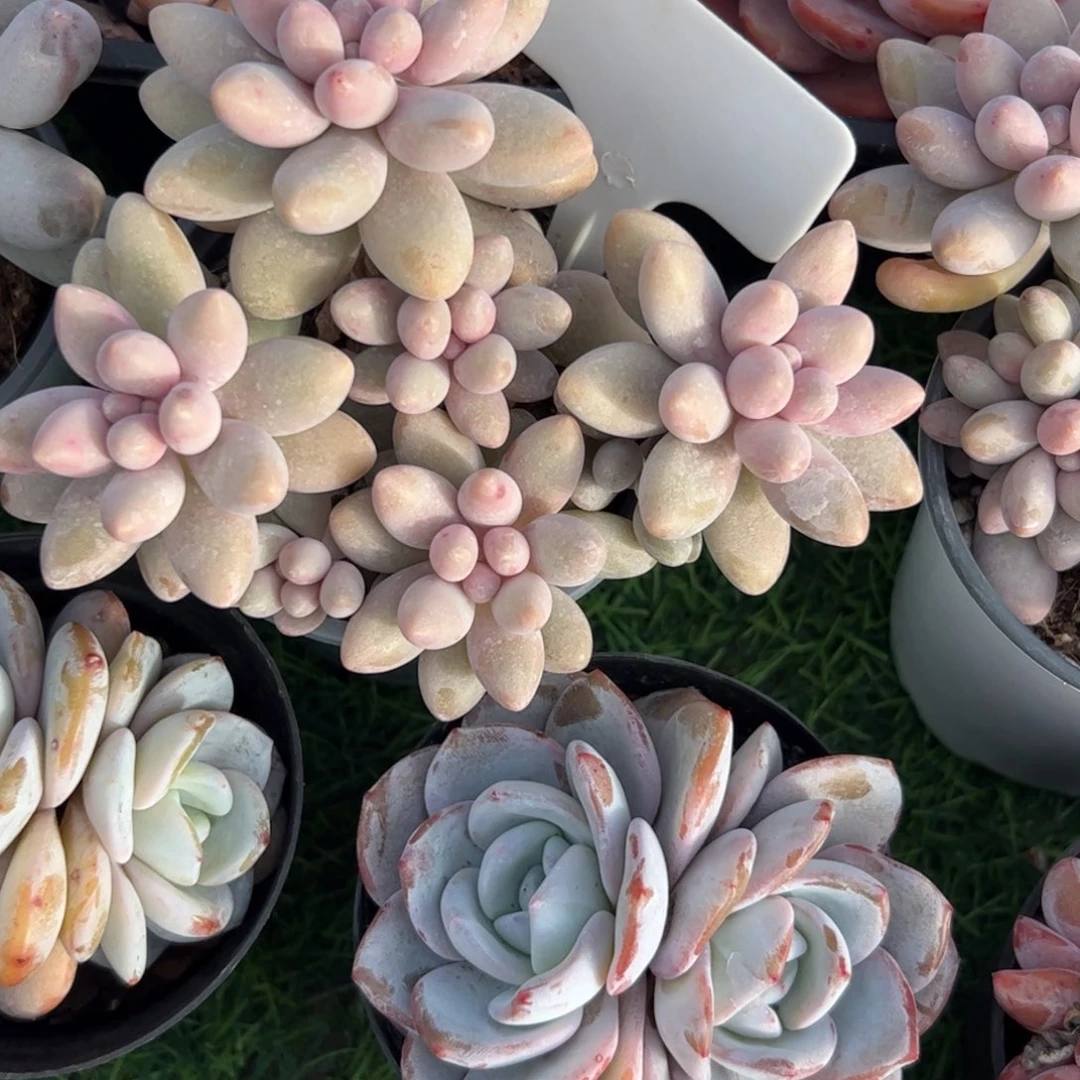 粉色恋人多肉植物