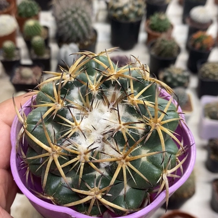 实生中号天丝象牙