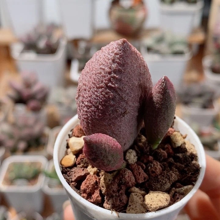 腹部水泡多肉植物