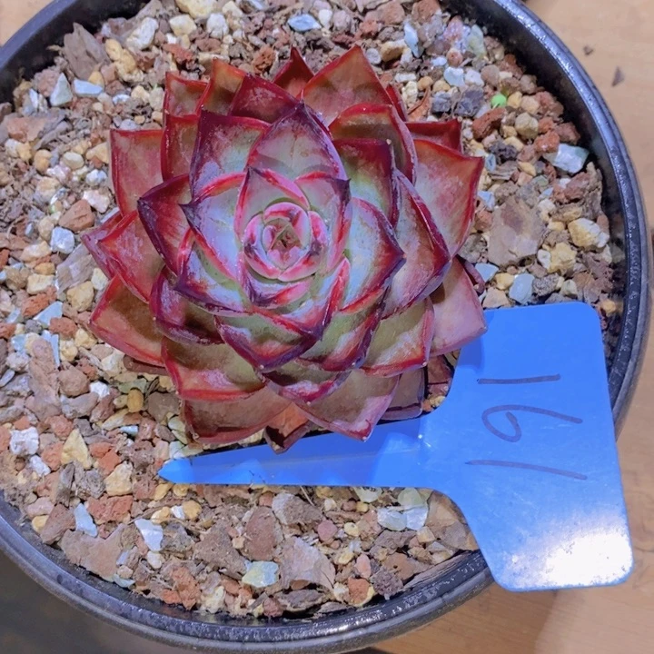 阿***颜是吗这不还没有