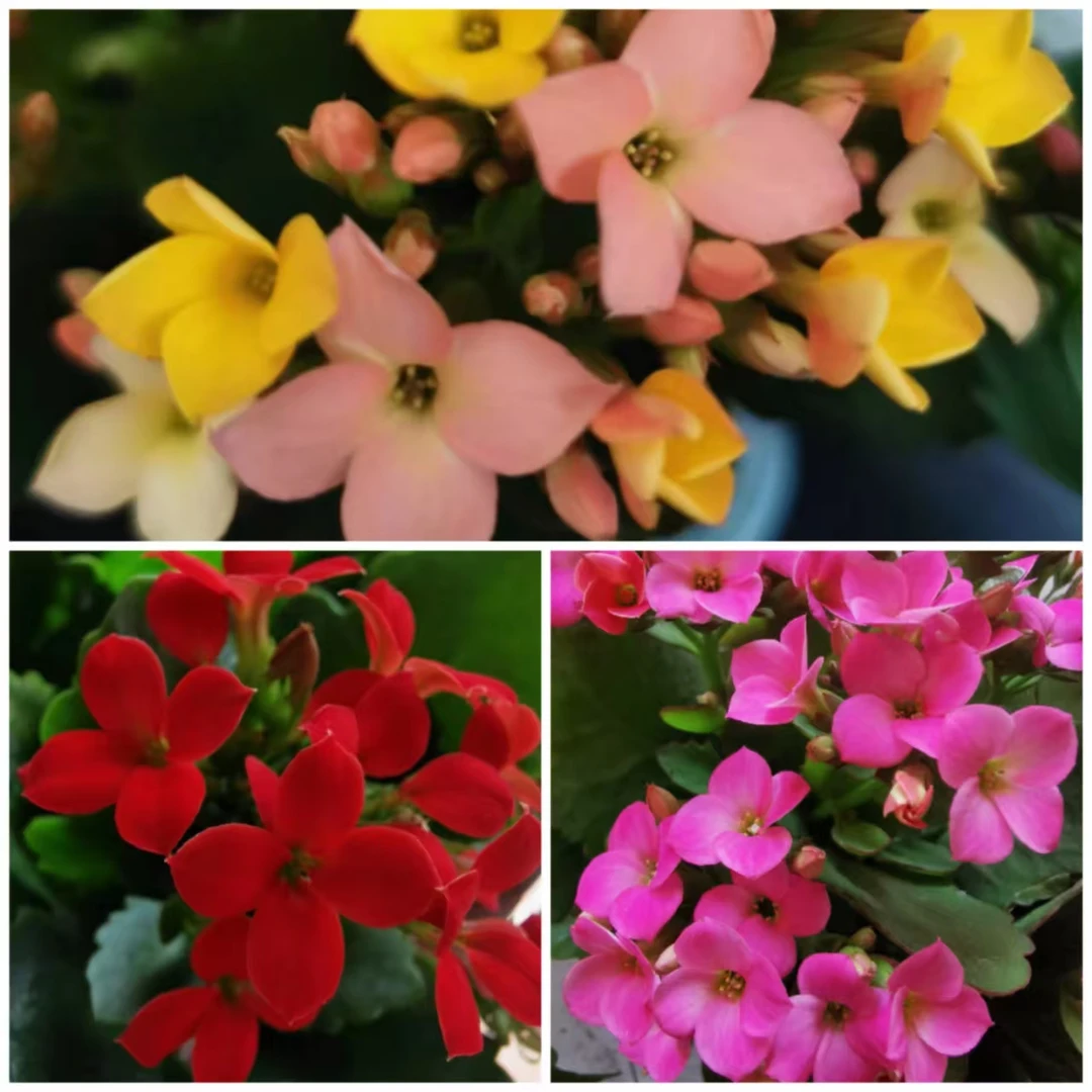 （单瓣三色）七彩糖条+菲戈+布拉坦1盆3棵3色原盆原土带花苞发货