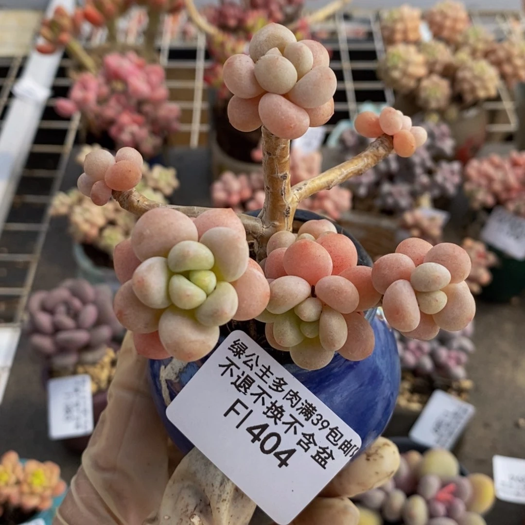 鱼子酱404/7cm多肉