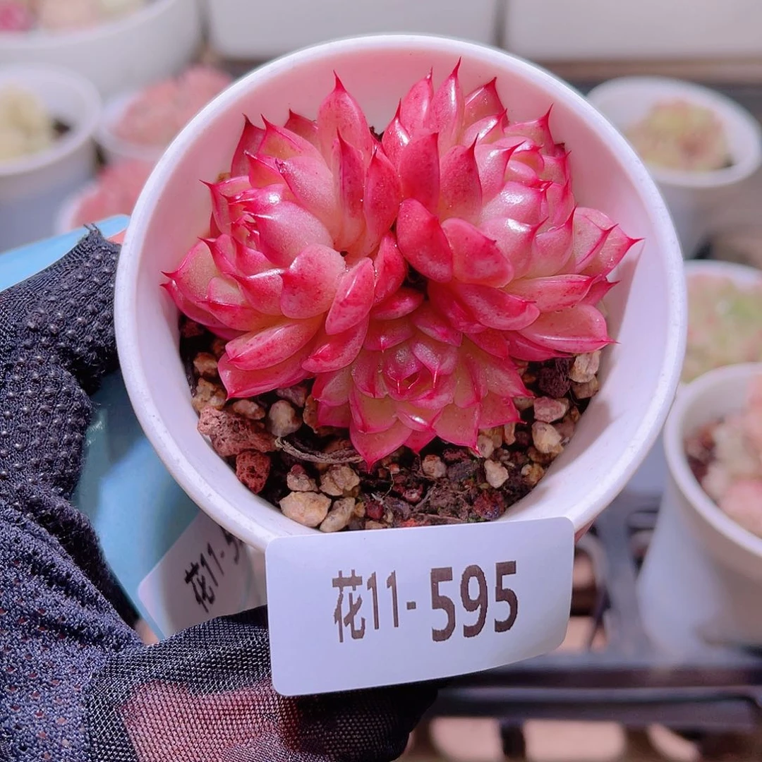 花利美11-595海王