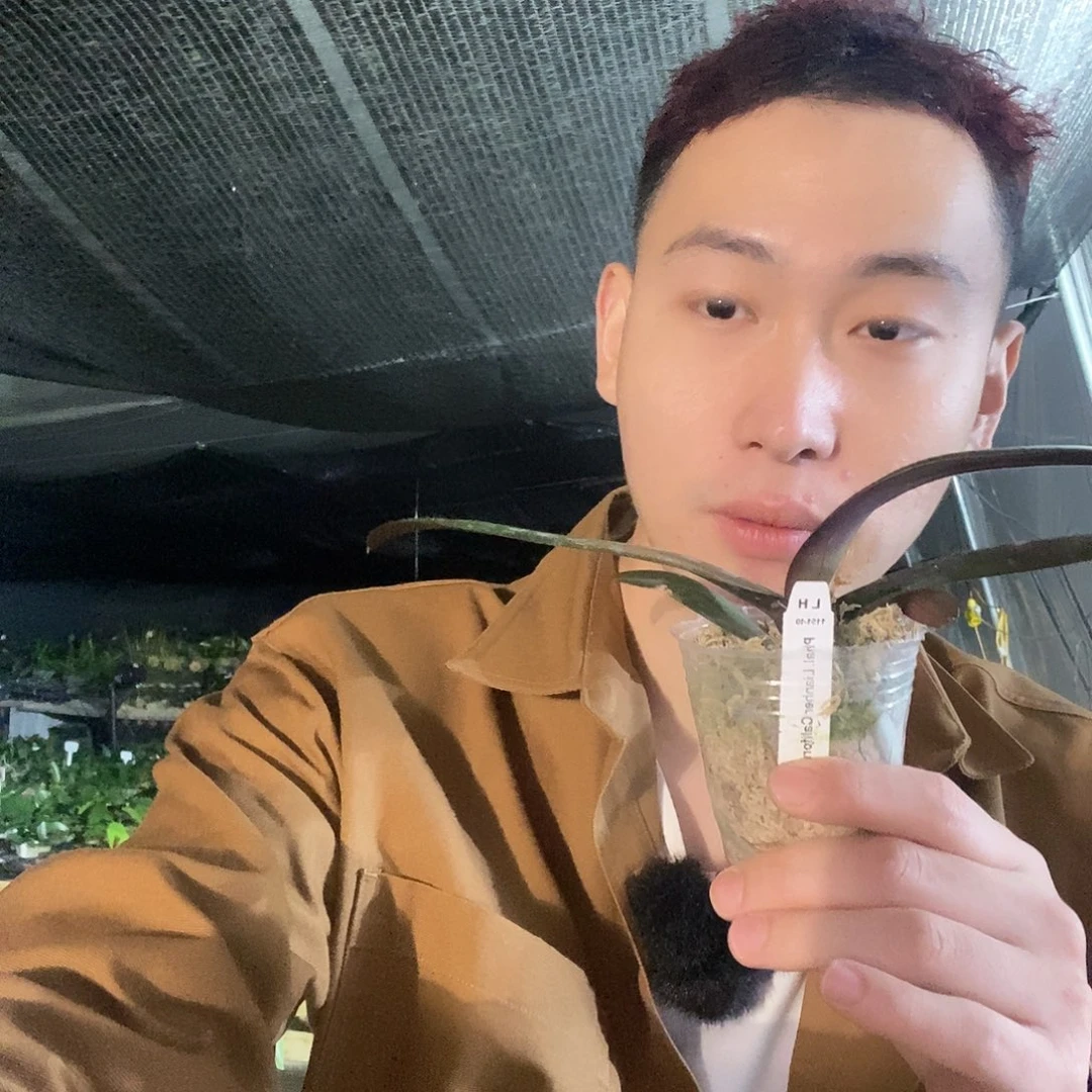 无花朵鸡尾酒蝴蝶兰