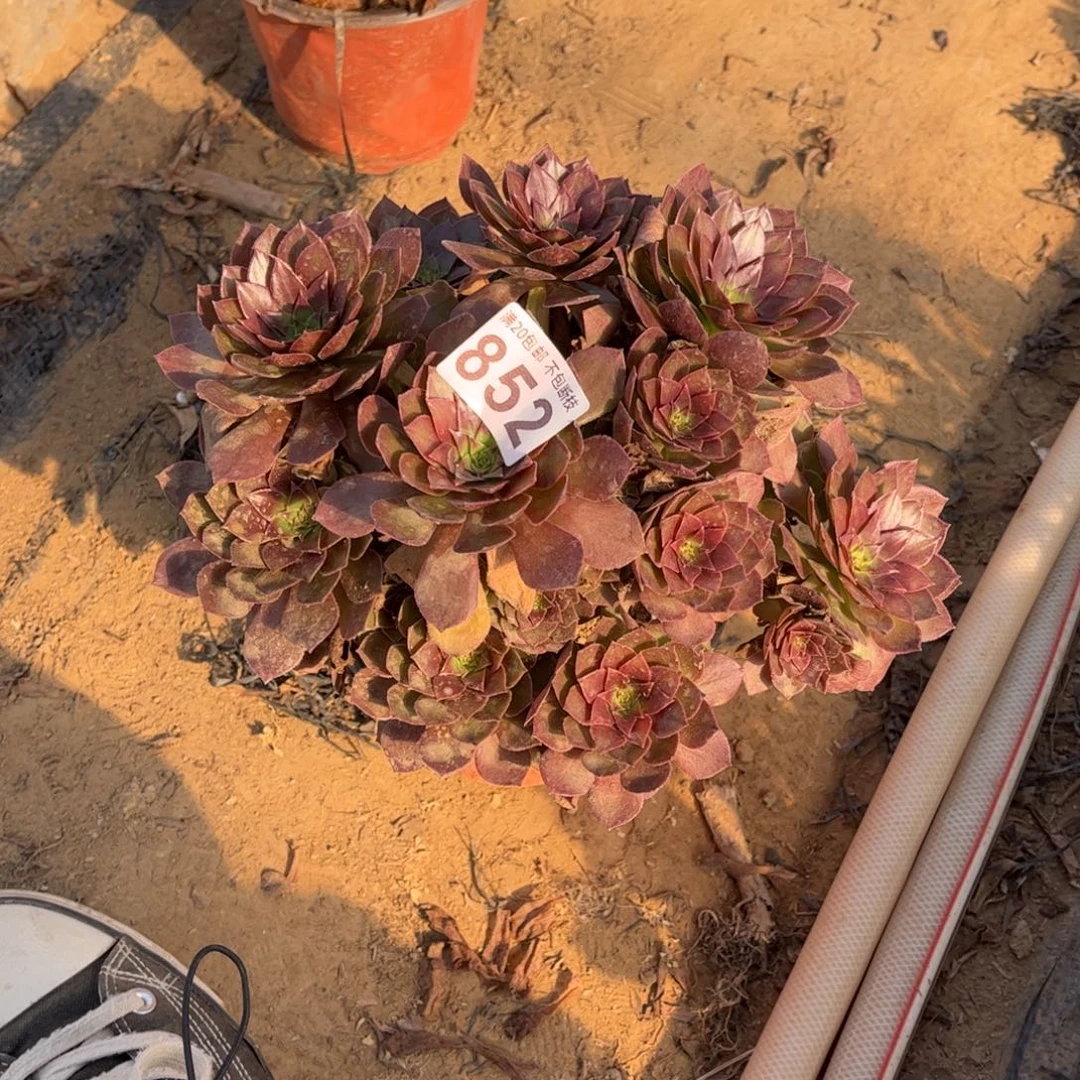 红魔852不包断枝的