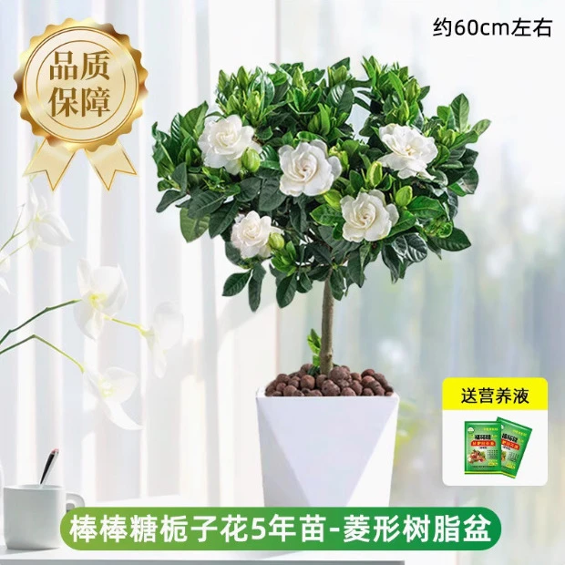 独杆栀子花盆栽四季开花室内水培花卉植物大叶老桩带花苞树苗绿植