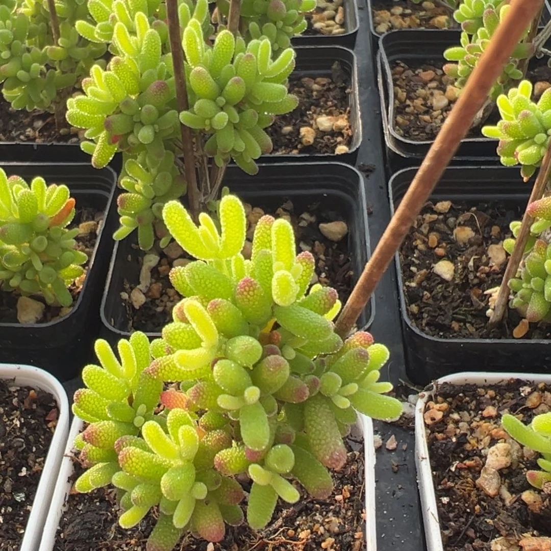 黄金糖球锦老桩55杯