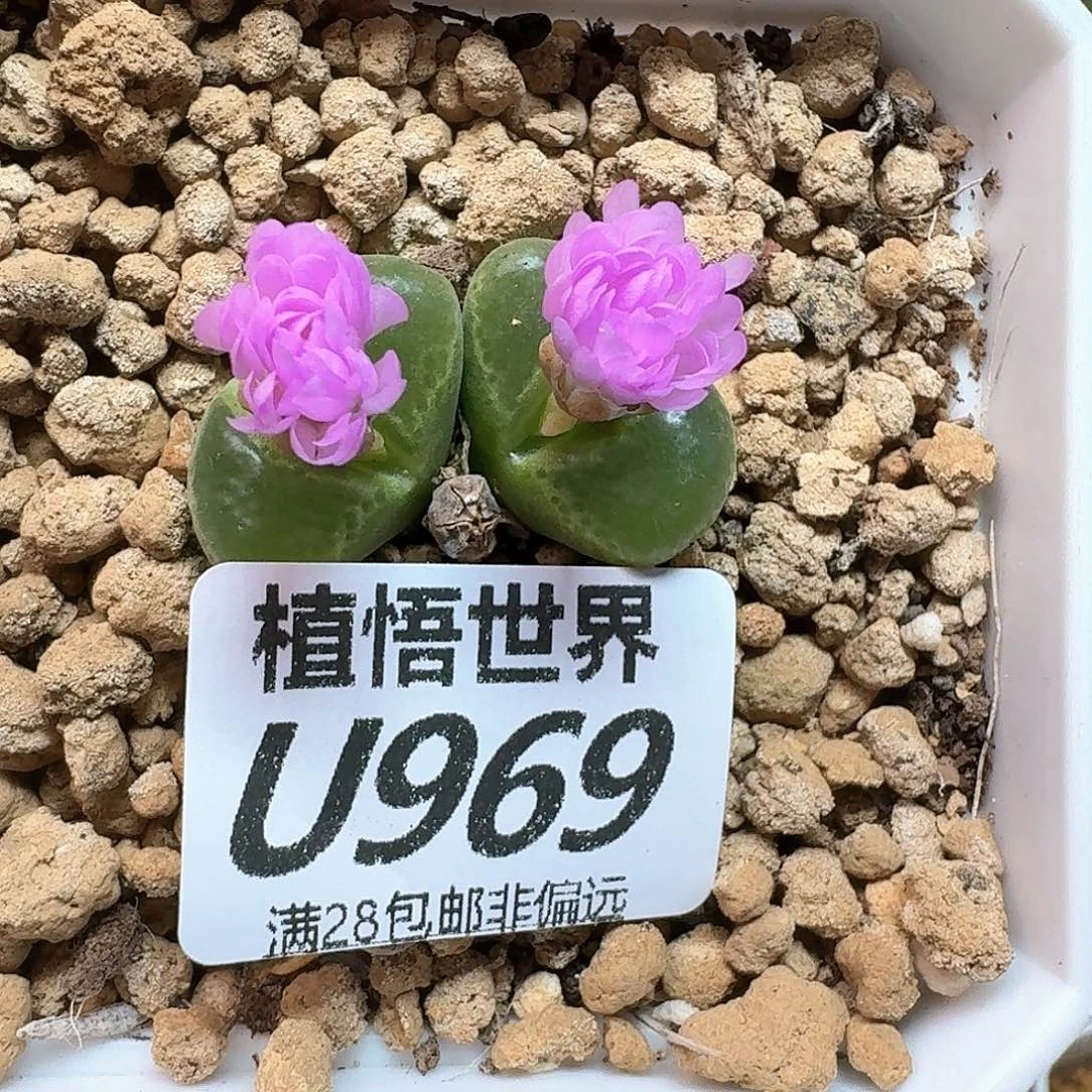 多肉植物的人生fhn