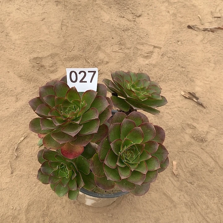 无花朵027魅金玫瑰