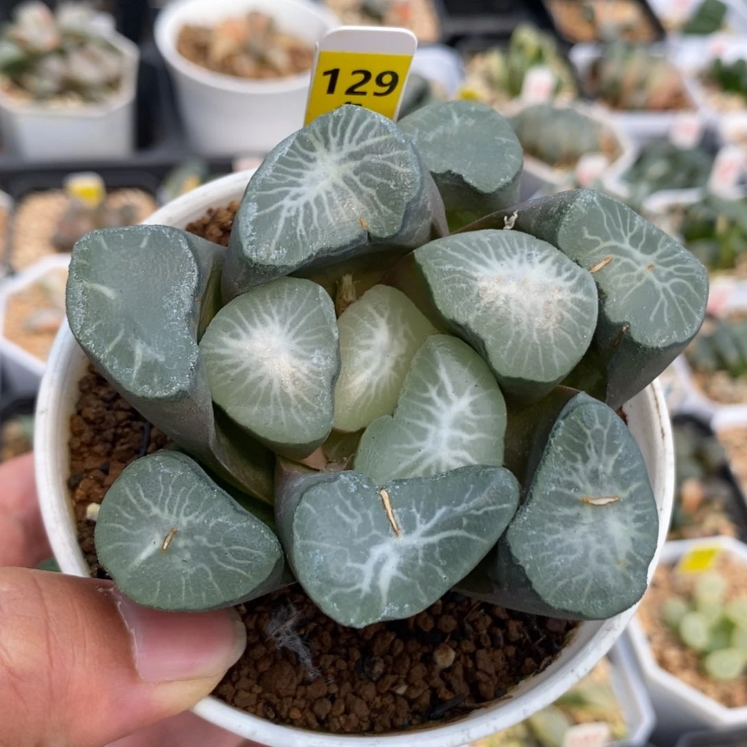 129欧大宝万象一物一拍