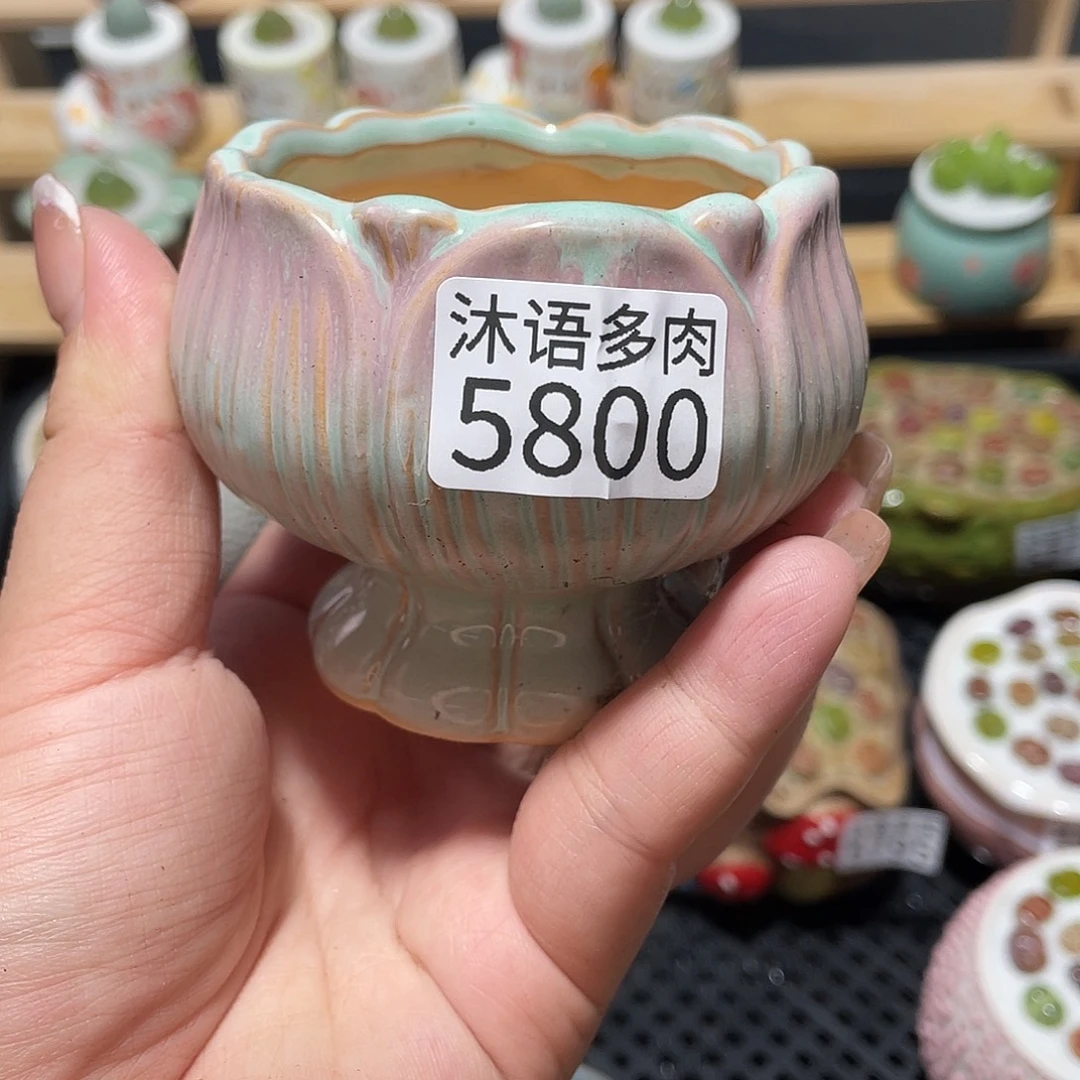 我***蔡带盆土植物 一物一拍5800
