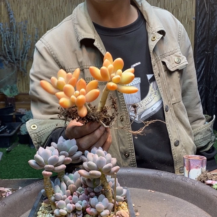 啦***啦187号咖啡美人多肉植物