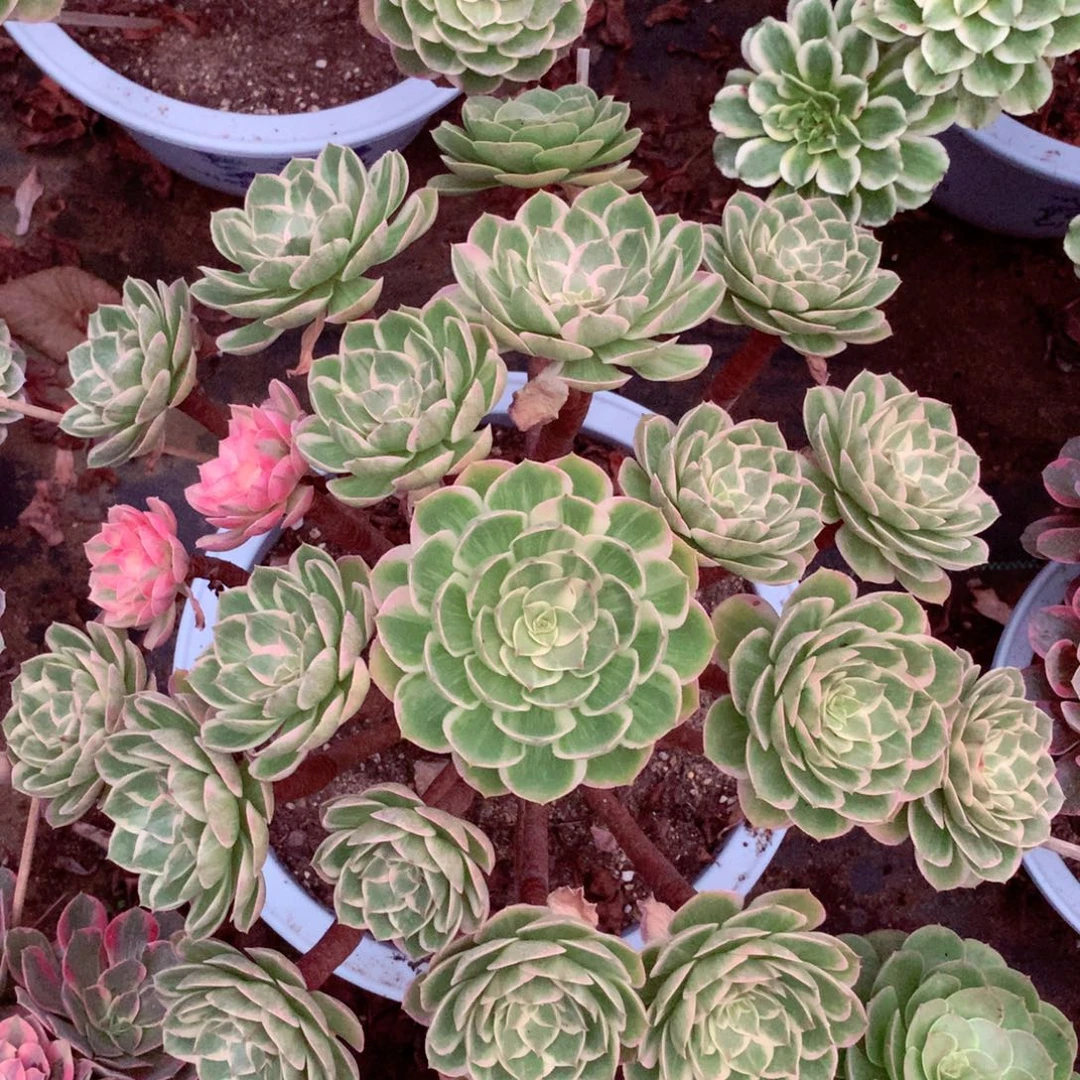 莲花座，多肉植物的