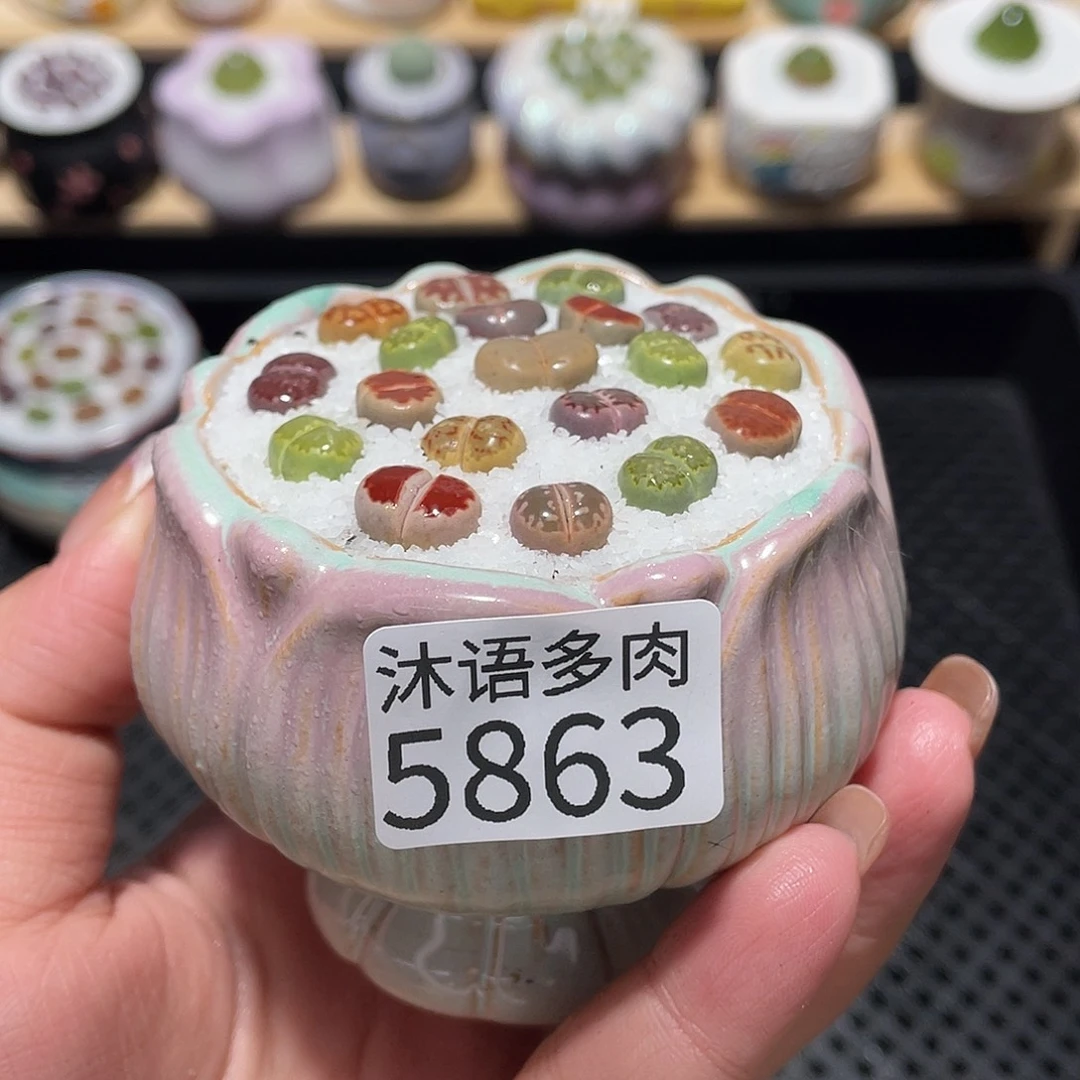 带盆土植物 一物一拍5863