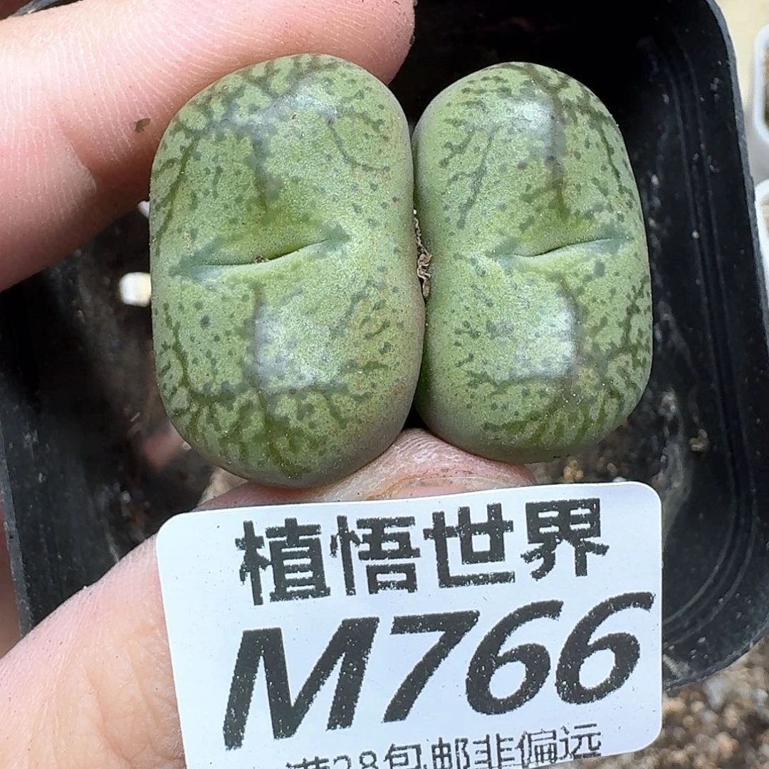多肉植物的润泽地f