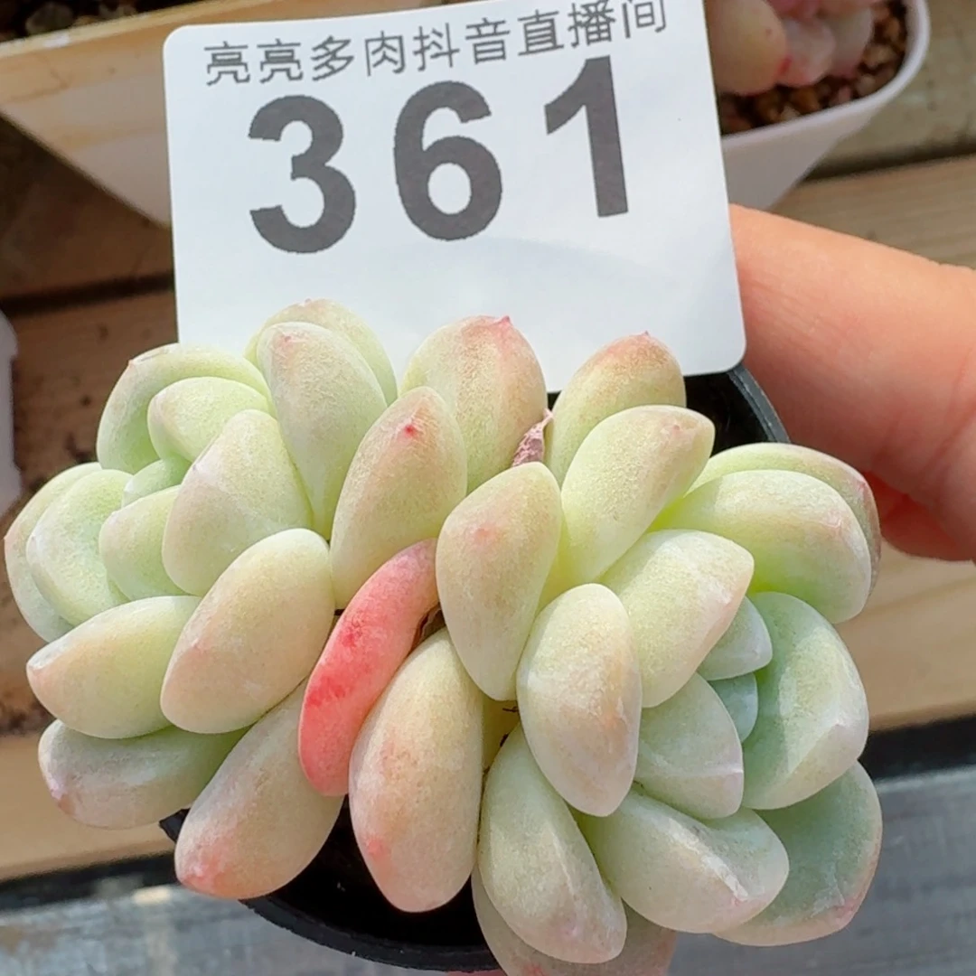 多肉植物开播福利捡漏