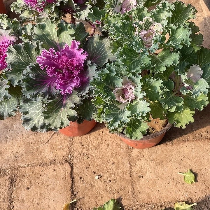 纪***黍羽衣甘蓝一物一拍