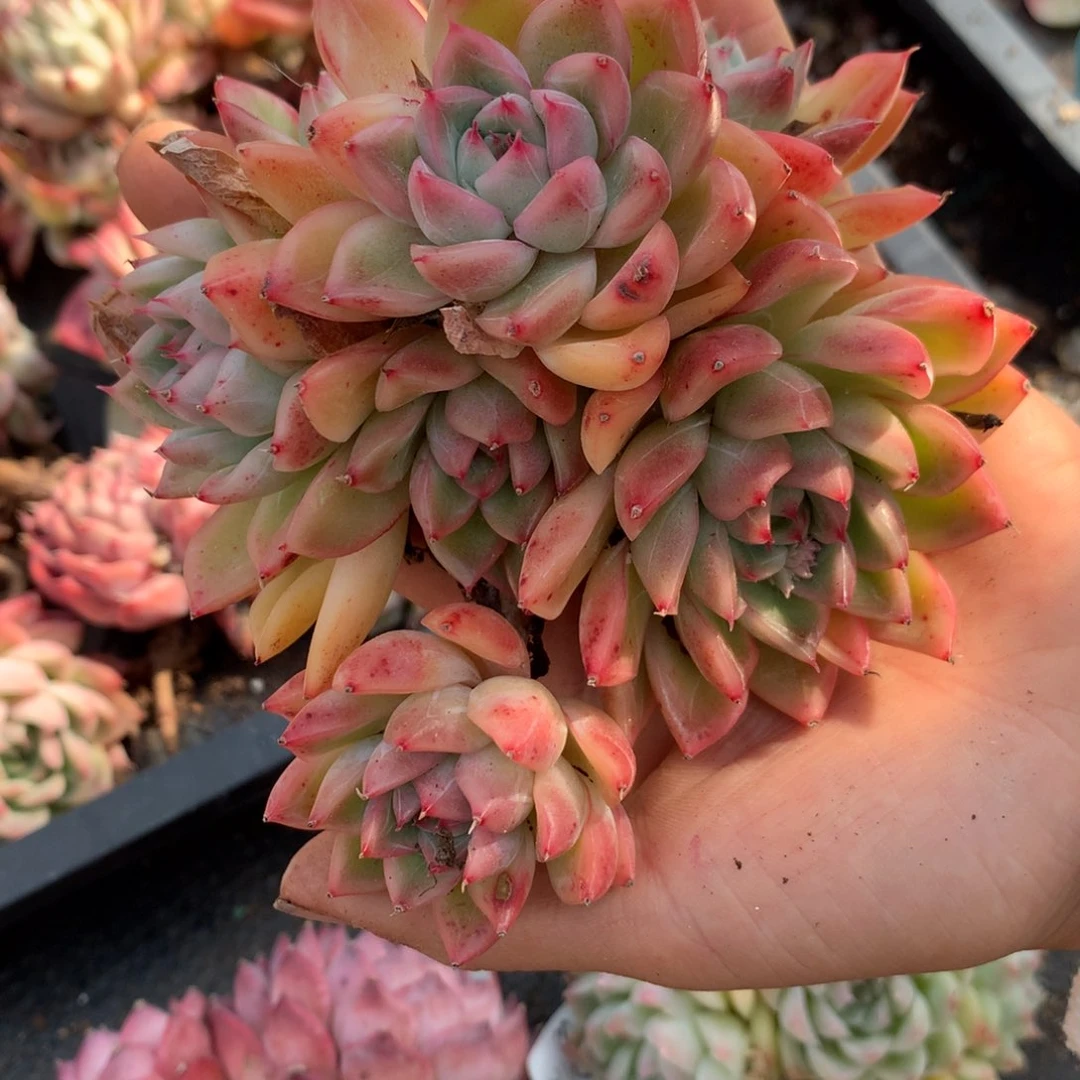 4010 杂交精品基地10厘米