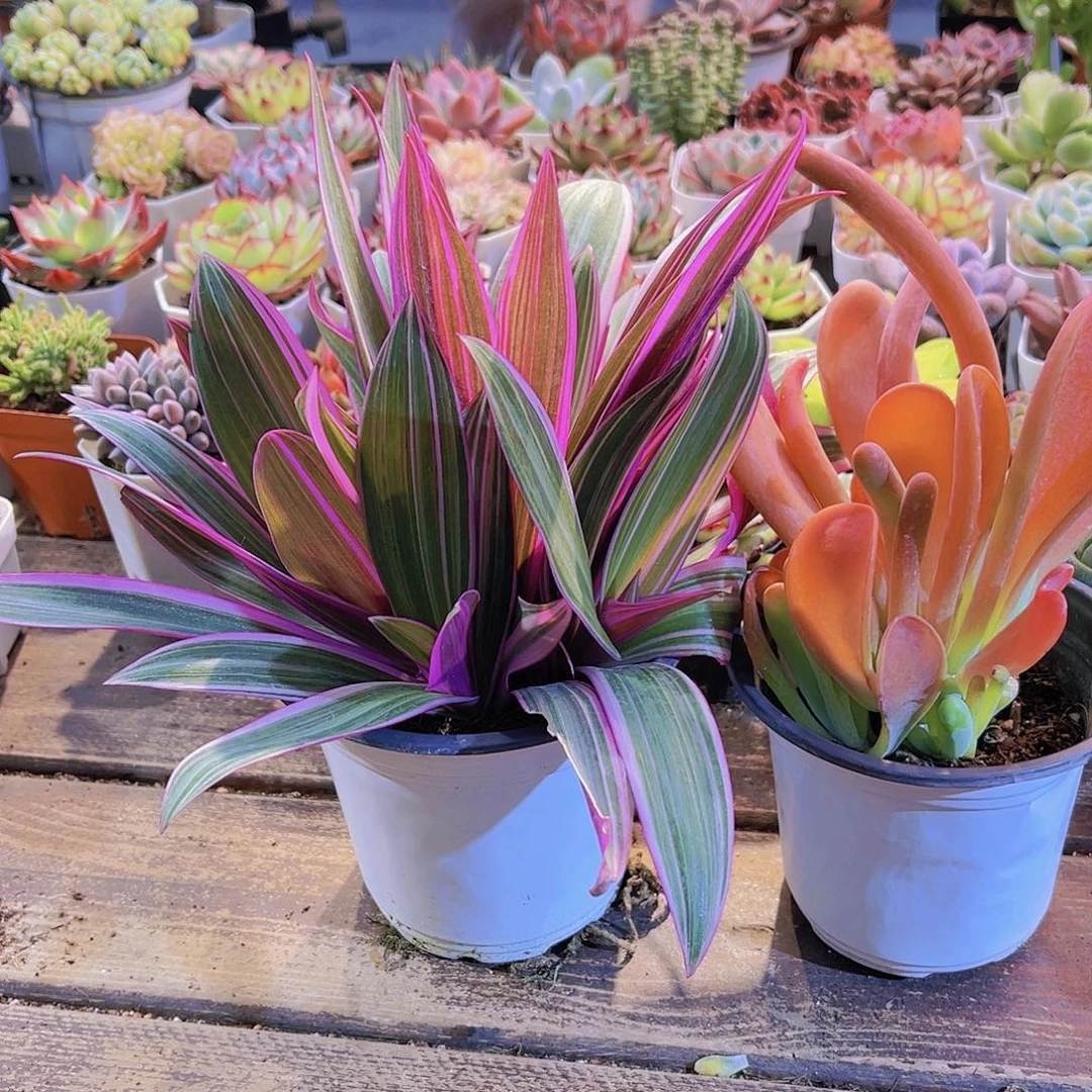 紫雨露兰➕火狐狸福利套餐