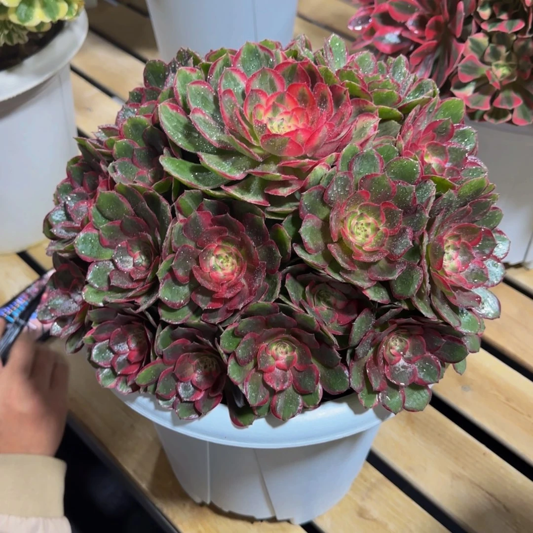 后***。桃花坞带盆发货物流到付